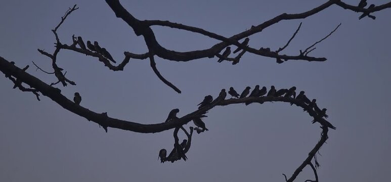 Dark Silhouette of a Large Group of Common Swifts Perched on Bare Tree Twigs