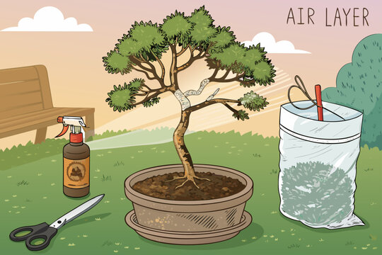 Bonsai Air Layering Scene With A Branch Wrapped