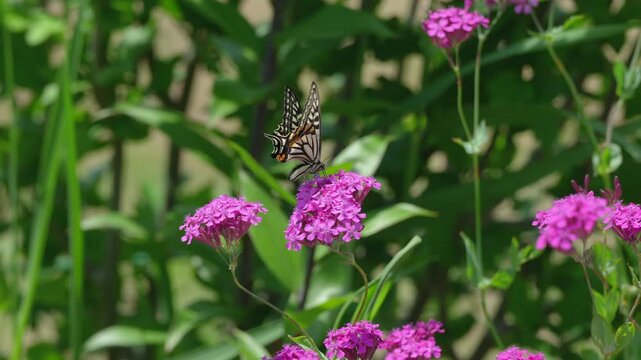 ムシトリナデシコの花で吸蜜するアゲハ蝶
