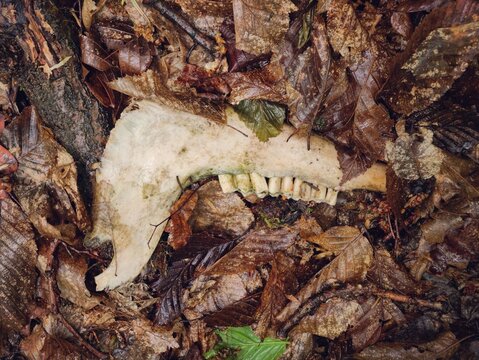 Animal jawbone and teeth remains found on a forest floor &mdash; common scene in the Czech Republic
