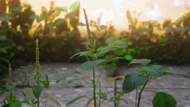 Green amaranth plant growing in garden under light during the day