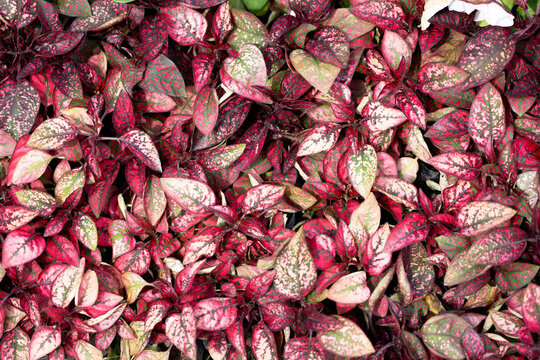 Background of pink, green, and white leaves of the Hypoestes plant. Concept: cosmetics packaging, web banners, and textile prints