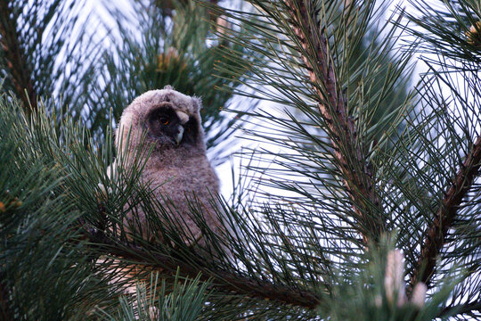 Long-eared Owl (Asio otus) juvenile perched on a pine tree branch &mdash; common bird species in the Czech Republic