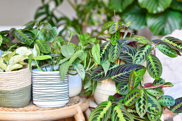 rban jungle. Different tropical houseplants like Maranta, Philodendron or pothos in basket flower pots on tables © Firn