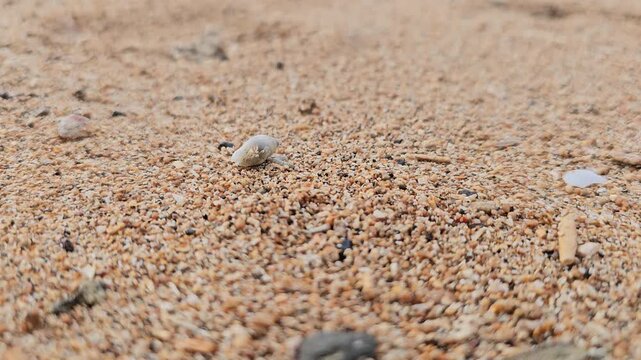 Hermit crab emerging from its shell and slowly walking across textured beach sand, capturing unique coastal wildlife behavior in a tropical setting.