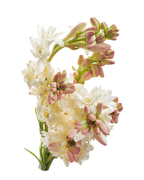 Tuberose flowers, Polianthes tuberosa, Agave amica, White flowers isolated on Transparent background with clipping path.