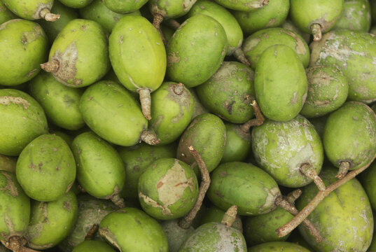 Many green ziziphus fruits as background	