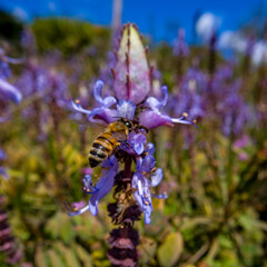 bee on lavender © Dima
