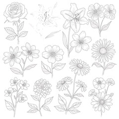 Obraz premium Detailed collection of hand drawn line art flowers and botanical sketches on white background with botanical sketches illustration decorative collection detailed engraving delicate isolated