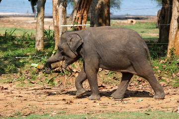 Fototapeta premium A baby elephant is walking through a forest