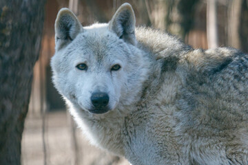 Fototapeta premium Close-up of a gray wolf in a wooded area