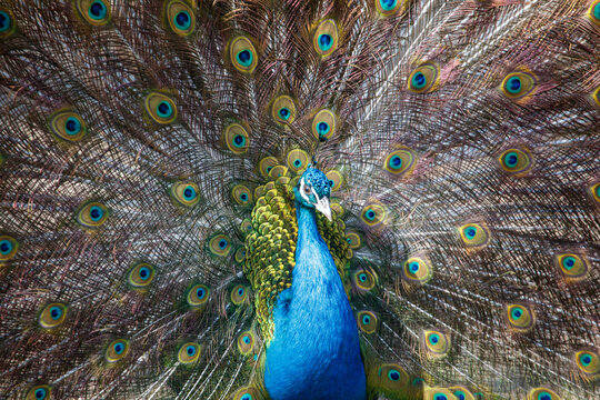 Close-up of peacock's tail feathers fanned out in full display