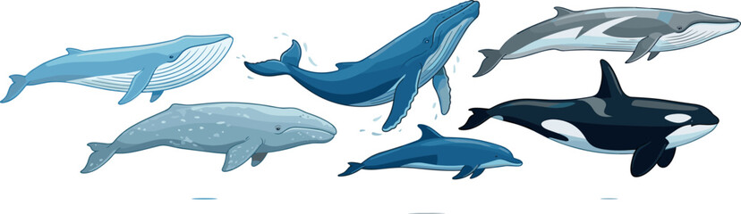 Marine Mammals Vector Illustration Set Featuring Whales Dolphins and Orca Isolated on White Background for Ocean Wildlife Designs © MdRaisul