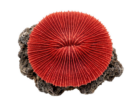 Red mushroom coral PNG isolated on transparent background, vibrant Fungia disk on rock for marine biology and reef aquarium concepts