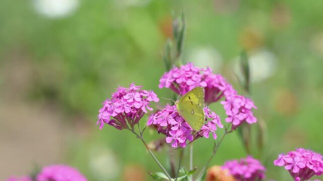 ムシトリナデシコの花で吸蜜するモンキチョウ