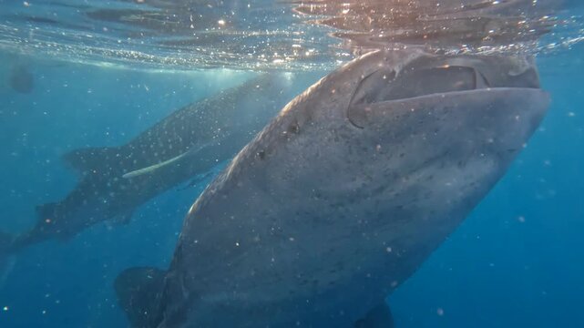 Underwater shot of two giant whale sharks filter feeding near the sea surface with open mouths and beautiful sun rays, Saleh Bay, Sumbawa, Indonesia