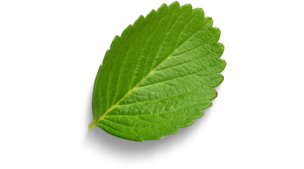 fresh mint leaves © dword