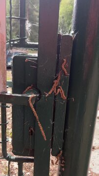 Brown caterpillar procession on green gate, closeup of multiple larvae clinging along metal latch and post, silk threads and cobwebs visible, autumn park
