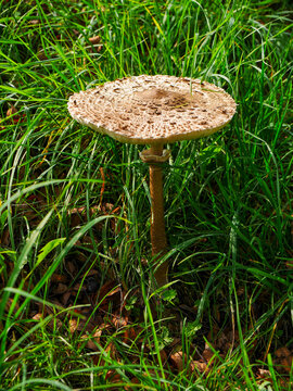 A parasol mushroom (Macrolepiota procera) in a meadow in Tremosine.