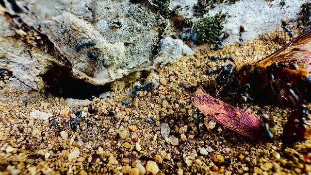 A close-up macro image of black ants dragging a large, dead bee into the entrance of their underground nest in sandy soil, illustrates natural teamwork, foraging behavior, and the food chain.