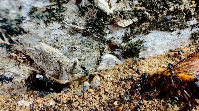A close-up macro image of black ants dragging a large, dead bee into the entrance of their underground nest in sandy soil, illustrates natural teamwork, foraging behavior, and the food chain.