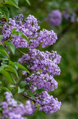 Obraz premium Full frame abstract texture background of flower blossoms and buds on a Persian lilac bush (syringa persica)