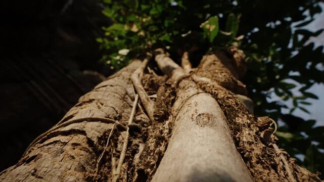 Detailed tropical tree roots and bark textures in Angkor Wat jungle Cambodia