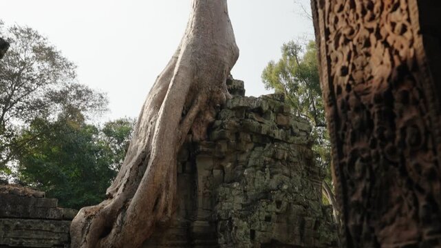 Massive jungle tree roots engulfing ancient stone ruins at Ta Prohm Cambodia
