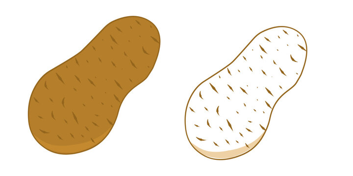 Double set of potato images. Hand-drawn brown potato. Vector illustration.