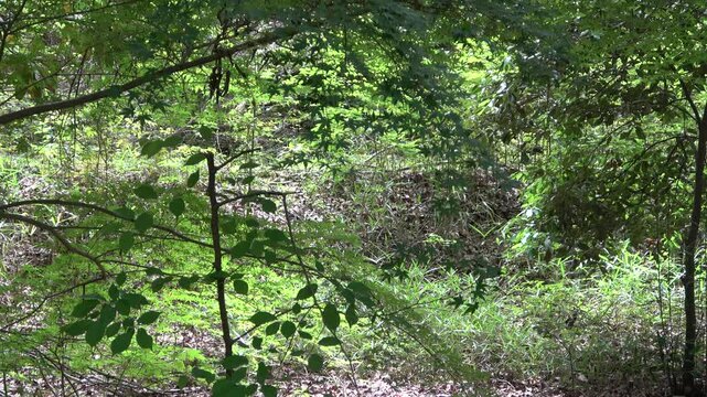 Sunbeams Through the Trees: Beautiful Sunlight Filtering into a Fresh Green Forest