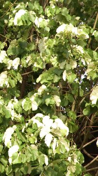 Lush Green and White Tree Foliage Swaying in Paris Garden