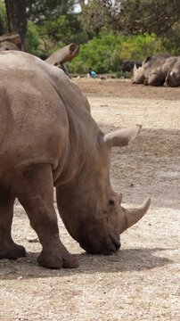 Rhinoc&eacute;ros adulte dans une r&eacute;serve naturelle	