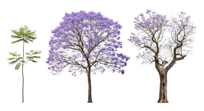 Jacaranda tree growth stages isolated on transparent background