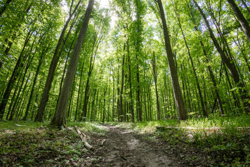 Fototapeta premium forest trees. nature green wood sunlight backgrounds.