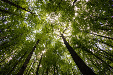 Fototapeta premium forest trees. nature green wood sunlight backgrounds.