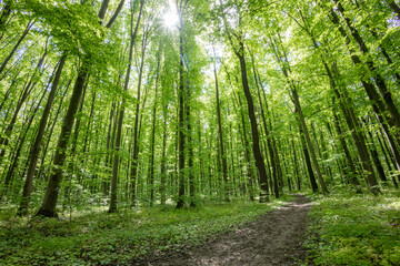 Fototapeta premium forest trees. nature green wood sunlight backgrounds.