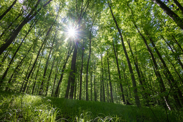 Fototapeta premium forest trees. nature green wood sunlight backgrounds.