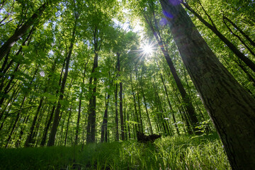 Fototapeta premium forest trees. nature green wood sunlight backgrounds.