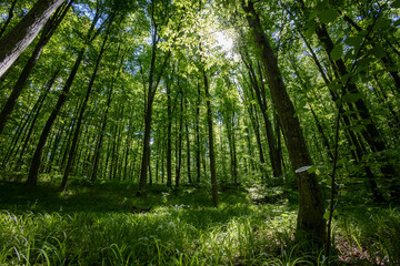 Fototapeta premium forest trees. nature green wood sunlight backgrounds.