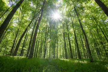 Fototapeta premium forest trees. nature green wood sunlight backgrounds.