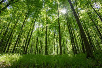 Fototapeta premium forest trees. nature green wood sunlight backgrounds.