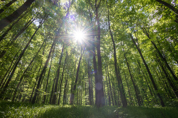 Fototapeta premium forest trees. nature green wood sunlight backgrounds.