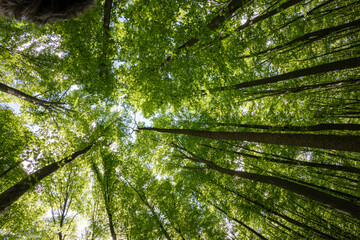 Fototapeta premium forest trees. nature green wood sunlight backgrounds.