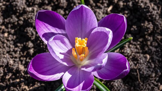 Purple crocus flower blooms from a closed bud to a fully opened blossom, showcasing vibrant petals and bright orange stamen against dark soil background