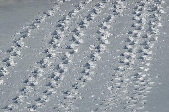 High angle view of multiple parallel tracks of human footprints trampled into a deep white winter snow slope under sunlight