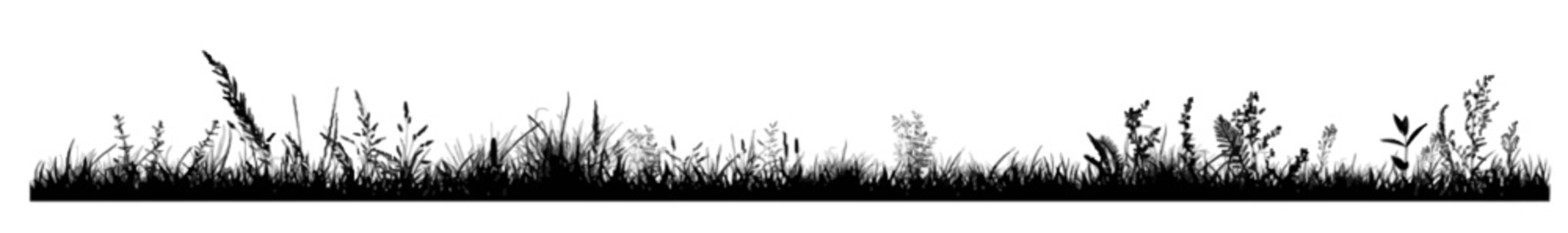 Black silhouette of wild meadow grass border on white background