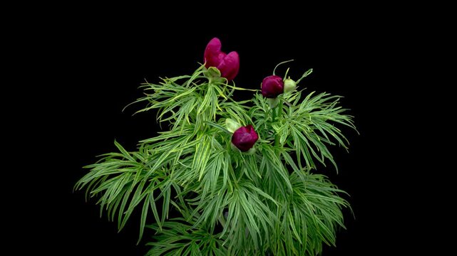 Beautiful pink peony flowers bouquet background. Blooming roses flower open, time lapse, close-up. Wedding backdrop, Valentine's Day concept. Bouquet on black backdrop, closeup. 4K UHD timelapse