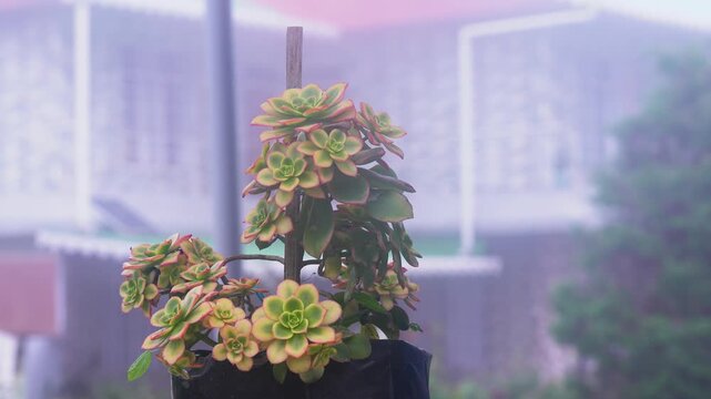 Aeonium Kiwi Dream Color Evergreen Succulents