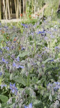 Borage medicinal plant blooming with edible blue starflowers in a garden bed
