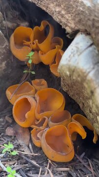 Nature's Guide: Spore Dispersal of Orange Fungi Signaling the Arrival of Morels